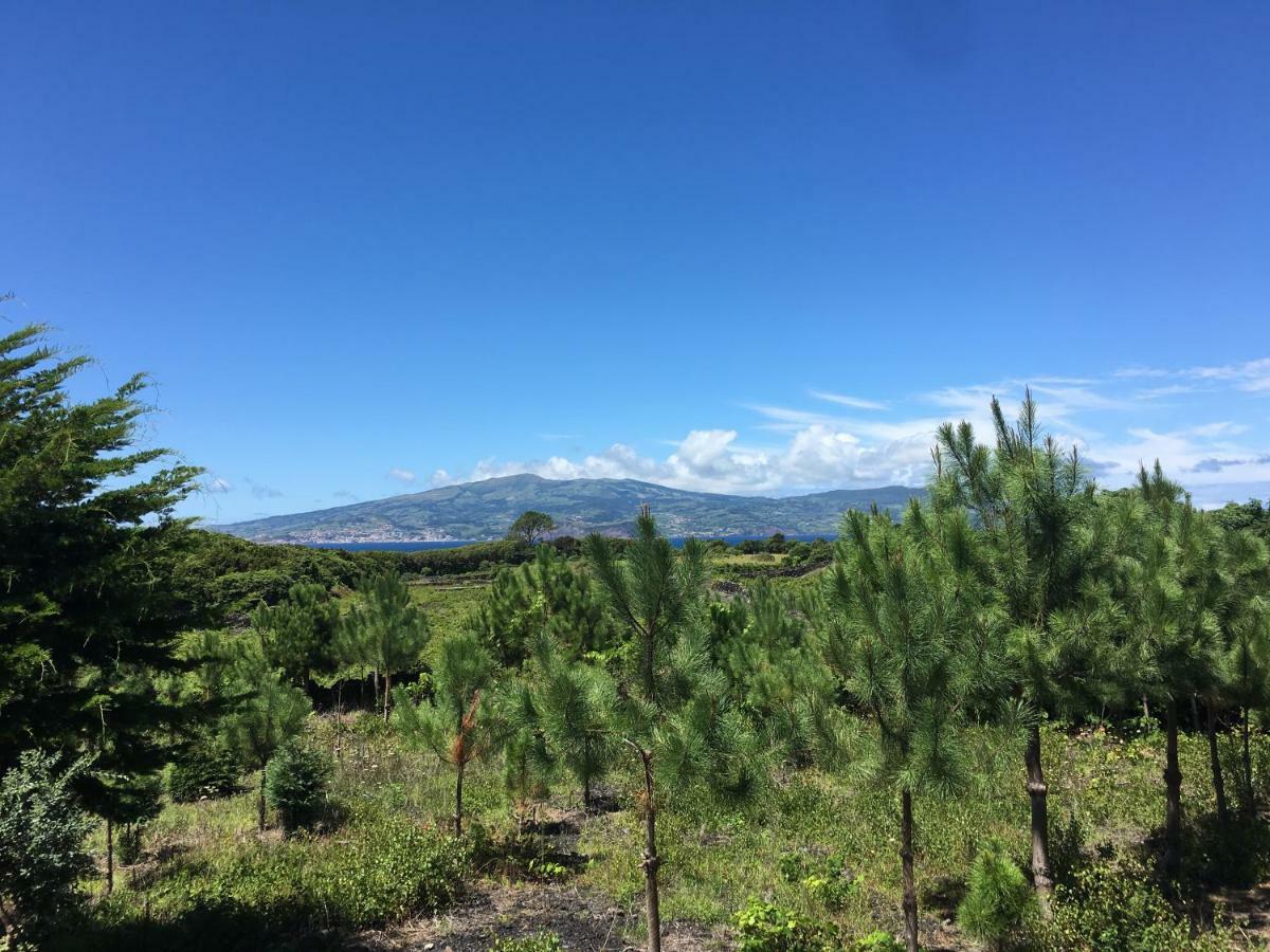 Home Pico - Casa Dos Cedros Criacao Velha 외부 사진